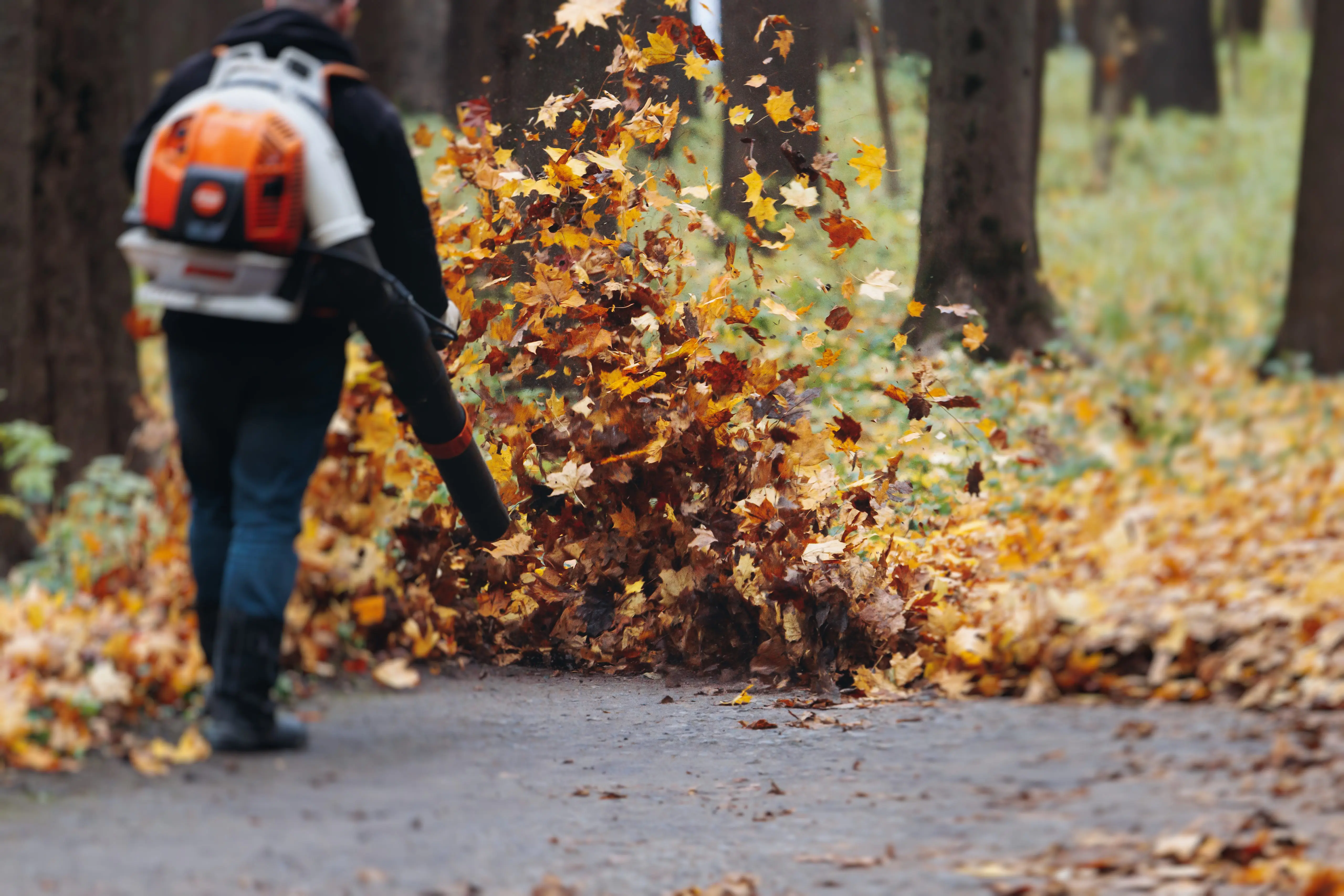 Leaf Removal